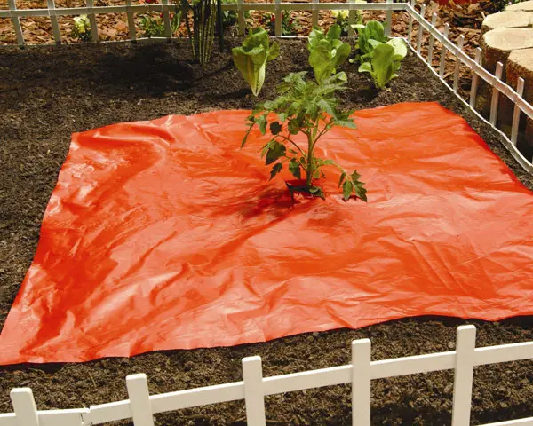Better Reds® Mulch Film 2 Better Reds® Mulch Film - Image 2
