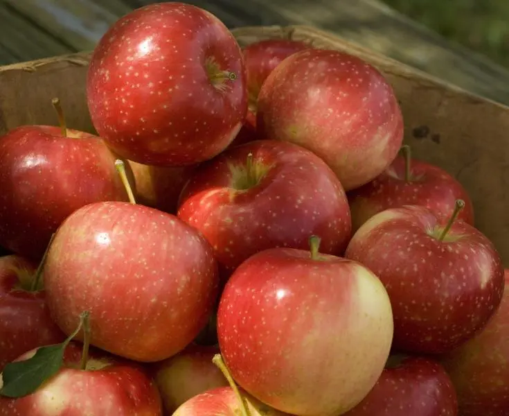 KinderKrisp Apple 1 KinderKrisp Apple