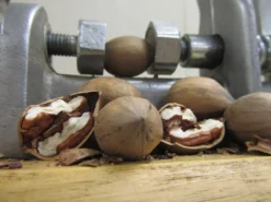 Kanza Pecan 5 Kanza Pecan -Trees & Plants Shop 897 960x960 1