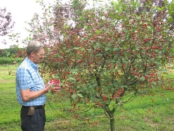 Stark® Surecrop™ Pie Cherry 5 Stark® Surecrop™ Pie Cherry -Trees & Plants Shop 900 960x960 1