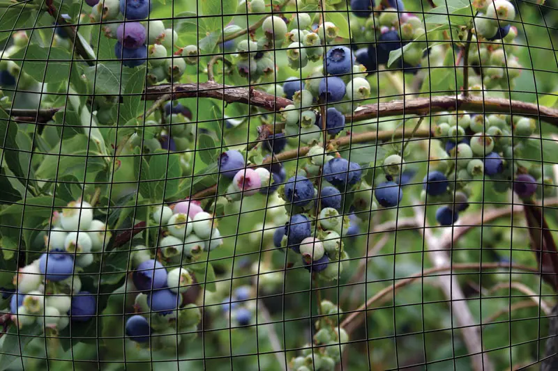 Bird-X® Garden Nets 2 Bird-X® Garden Nets - Image 2