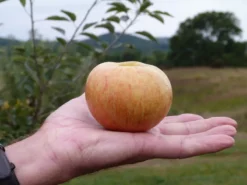 Cox's Orange Pippin Antique Apple 5 Cox's Orange Pippin Antique Apple -Trees & Plants Shop 931 960x960 1