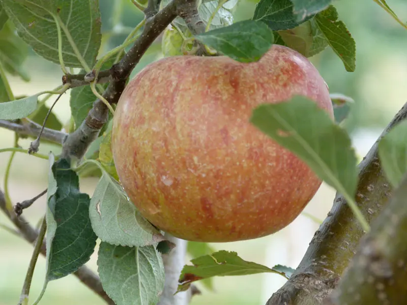 Cox's Orange Pippin Antique Apple 2 Cox's Orange Pippin Antique Apple - Image 2
