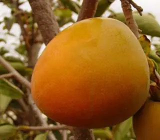 Hachiya Asian Persimmon 2 Hachiya Asian Persimmon - Image 2